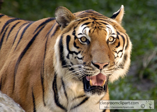 Tiger with mouth open